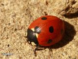 067 Coccinella.jpg